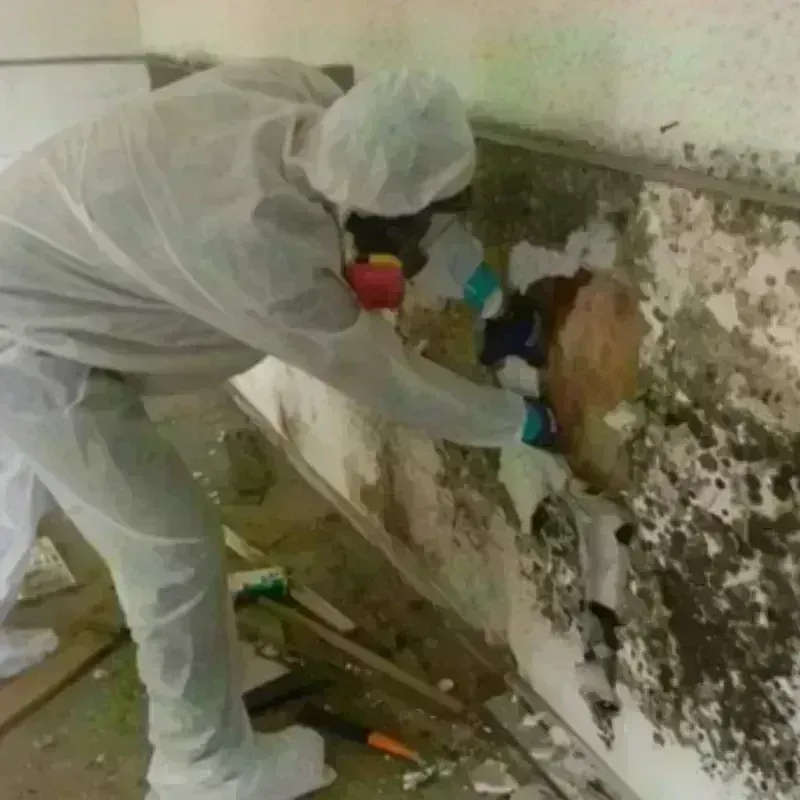 Mold Remediation and Removal in Rio Dell, CA